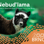 Nebuď lama, brněnská zoo spouští novou šifrovací hru pro celou rodinu 